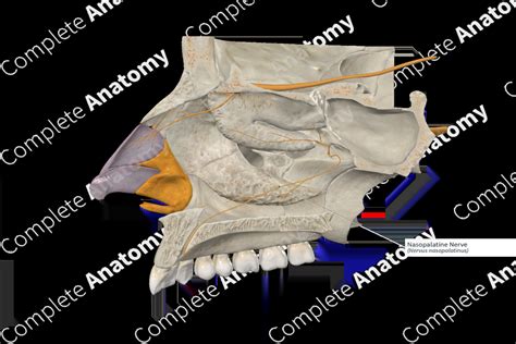 Nasopalatine Nerve | Complete Anatomy