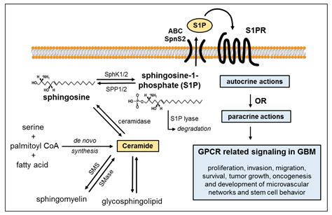 IJMS | Free Full-Text | Sphingosine 1-Phosphate (S1P) Signaling in ...