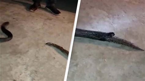 Horrendous moment cobra regurgitates entire snake after biting off more ...