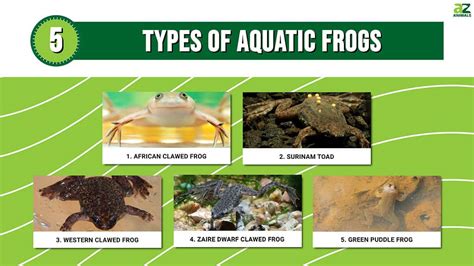 5 Types Of Aquatic Frogs (Most Are Clawed!) - A-Z Animals