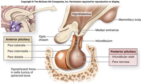 Pituitary gland, Anterior pituitary, Endocrine system