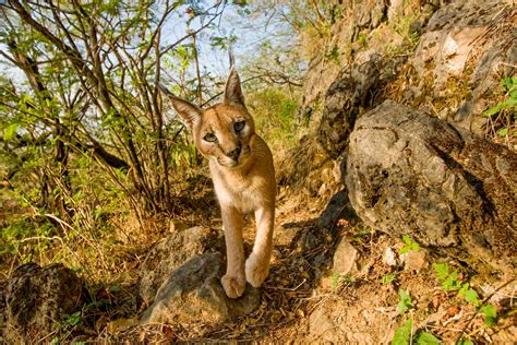 Serval and Caracal Photography Tour | Cat Expeditions | Ethical Wild ...