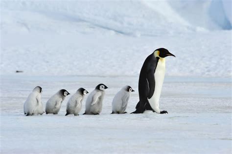 Penguin breeding site in Antarctica drastically losing mating pairs