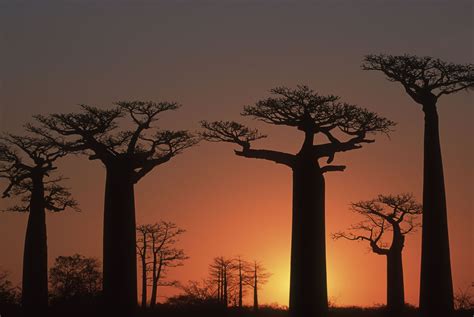 Avenue of the Baobabs, Madagascar - Most Beautiful Picture