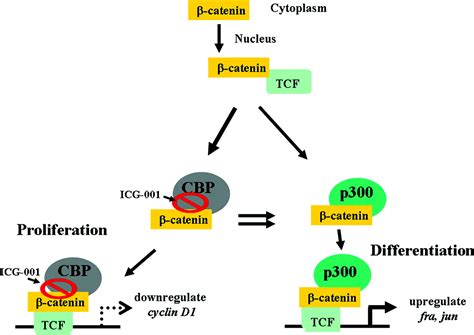 Specific inhibition of CBP/β-catenin interaction rescues defects in neuronal differentiation ...