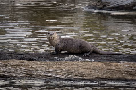 River Otters in Redwood National Park, California - Anne McKinnell ...