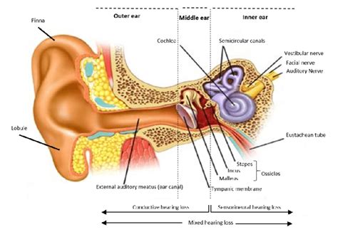 Ear Anatomy Cross Section - Abba Humananatomy