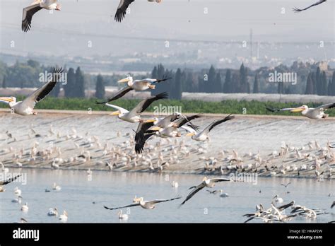 Pelican migration at Viker lookout, Israel Stock Photo - Alamy