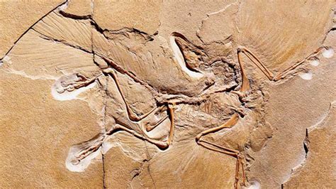 Dinosaur or bird? New study restores famed fossil to 'bird' branch | Fox News