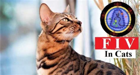 FIV (Feline Immunodeficiency Virus): Symptoms, Causes, and Treatments