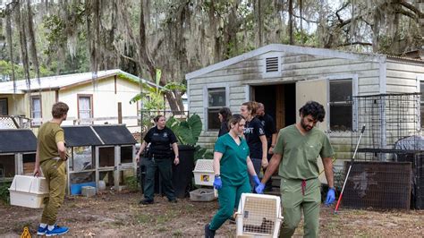 Citrus County deputies: 42 animals rescued from woman's property; bodies of cats found in ...