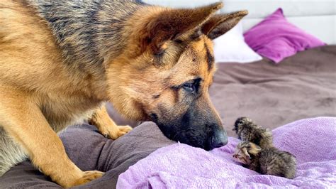 How To Take Care Of Newborn German Shepherd Puppies