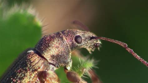 weevil beetle - Stock Footage | by MukolaTT Weevils, Stock Video ...