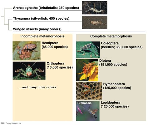 Biology: Insect evolution