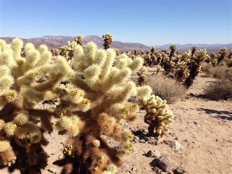 ¿Cómo elegir la tierra para cactus?