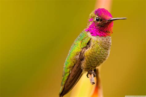 Hummingbird Wallpapers - Top Free Hummingbird Backgrounds - WallpaperAccess