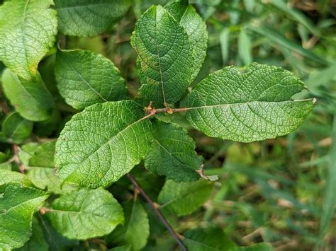 How to grow Goat Willow - nativetreesfromseed.com