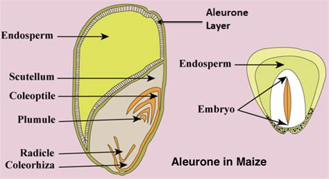 Cotyledon of maize grain is called as(A) Plumule(B) Coleorhiza(C ...