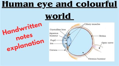 Human eye and colourful world handwritten notes with explanation 1 shot ...