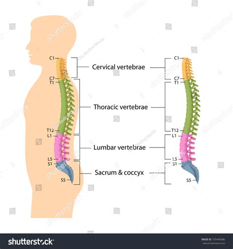 Spine Anatomy Labeled Stock Photo 155445686 : Shutterstock