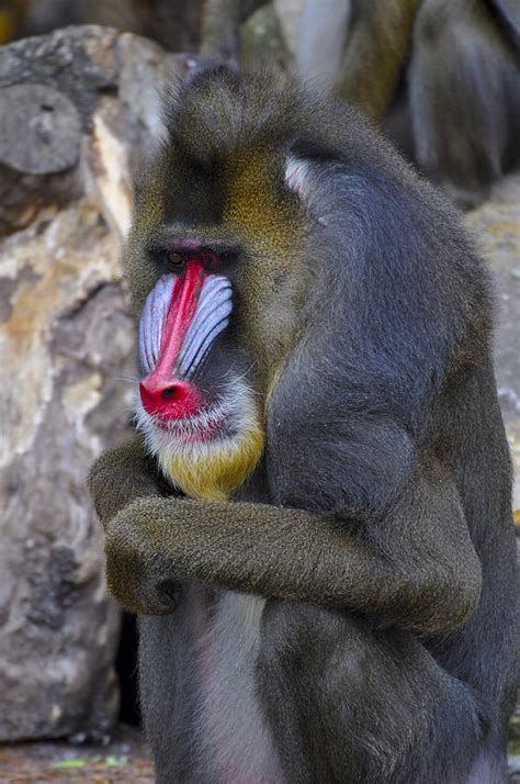 Baboon Monkey Photograph by Jennifer Dickens