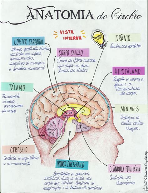 Medicine Notes, Medicine Studies, Med Student, Student Studying, Mental Map, Biology Notes ...