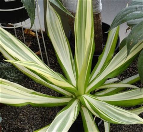 Furcraea gigantea 'Variegata' | Mauritius Hemp | Giant False Agave ...