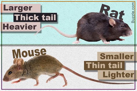 🆚What is the difference between "rat" and "mouse" ? "rat" vs "mouse ...