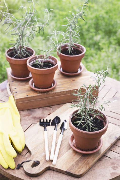 Rosemary in pots stock image. Image of ingredient, herbal - 251284417