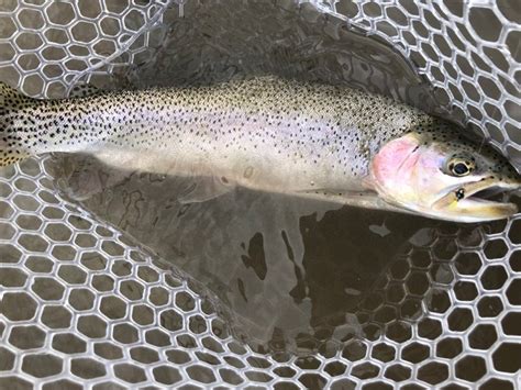 Cutbow Trout: The Future of Alberta’s Cutthroat Streams | The ...