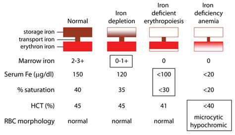 Treatment guidelines and suggestions for correcting Iron deficiency anemia.