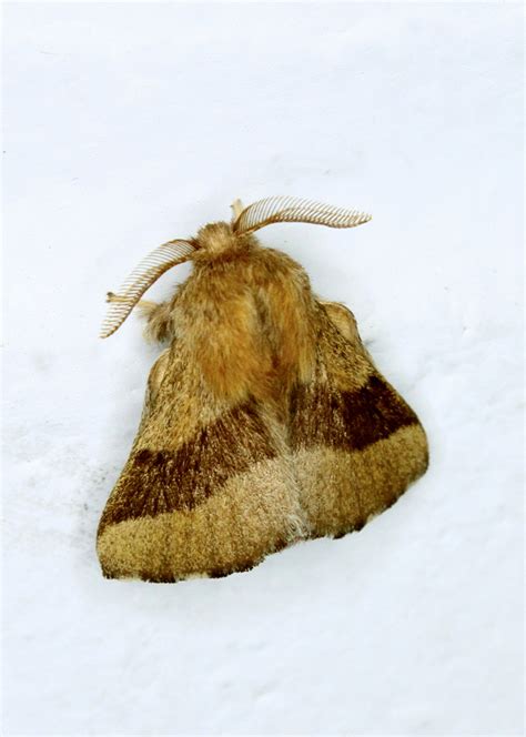 Forest Tent Caterpillar: Identification, Life Cycle, Facts & Pictures