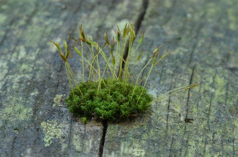 File:Sphagnum - moss - Moos 01.jpg - Wikimedia Commons