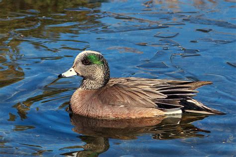 Male American Wigeon Photograph by Kathleen Bishop - Fine Art America