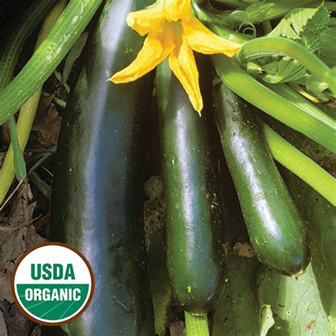 Black Beauty Zucchini - Mag Lane Farms