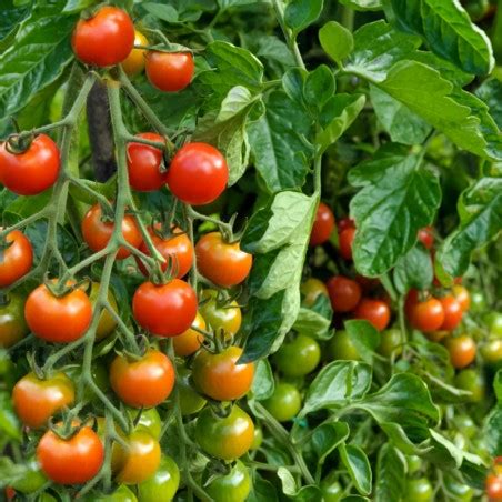 CHADWICK CHERRY Tomato Seeds - Price €1.45