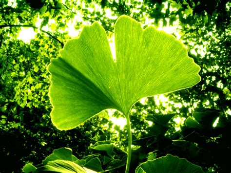 Ginkgo Biloba – The Brain Herb | Top Natural Remedies