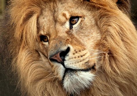 Download Face Animal Lion HD Wallpaper