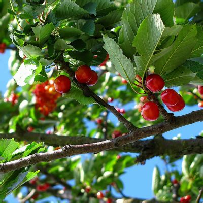 Dwarf North Star Cherry Tree - Bob Wells Nursery - U.S. Shipping