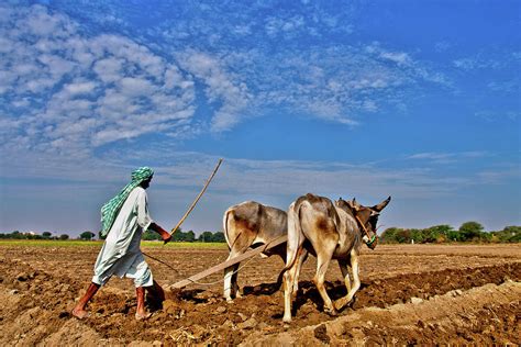 Farmer Ploughing With Bulls Photograph by Sm Rafiq Photography.