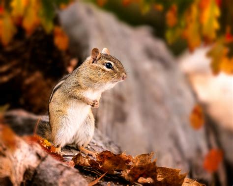 Chipmunk with small body standing among fallen leaves · Free Stock Photo