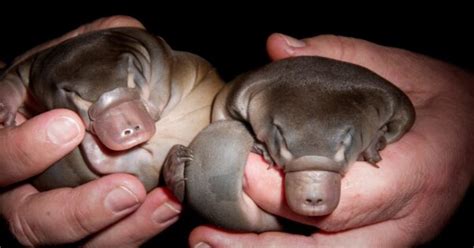 Baby Platypus: 5 Puggle Pictures and 5 Facts - A-Z Animals