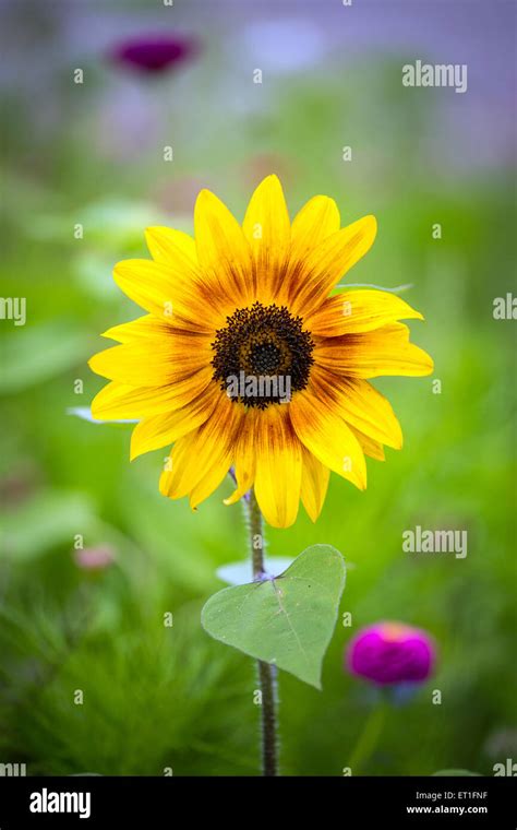 Flowers meadow in France Stock Photo - Alamy