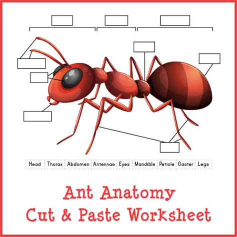 Ant Anatomy Cut & Paste Worksheet - Gift of Curiosity