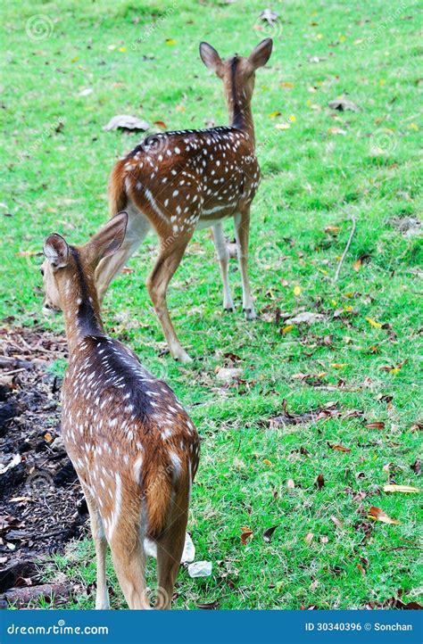 Female Deers Looking for His Baby in the Meadow Stock Photo - Image of nature, female: 30340396