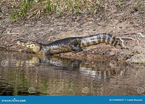 Beautiful Caiman on the Riverbank Pantanal Brazil Stock Image - Image ...