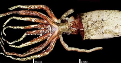 Why giant squid, the once mythical kraken of the deep, are still ...