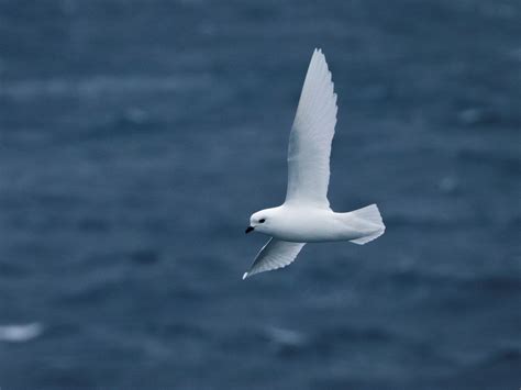 The snow petrel is one of the three species of birds that breed only in Antarctica. Picture by ...