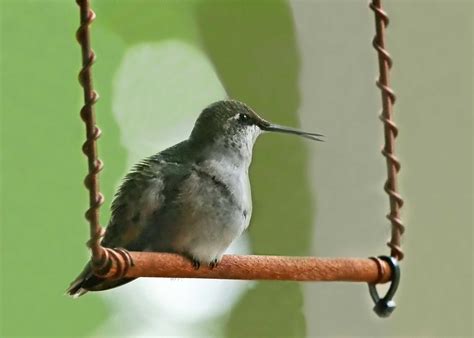 Hummingbird swing.