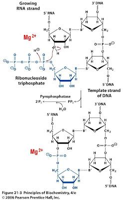 Sandwalk: How RNA Polymerase Works: The Chemical Reaction